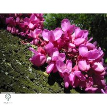 Júdásfa / Cercis siliquastrum 