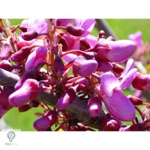 Júdásfa / Cercis siliquastrum 