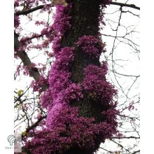 Júdásfa / Cercis siliquastrum 