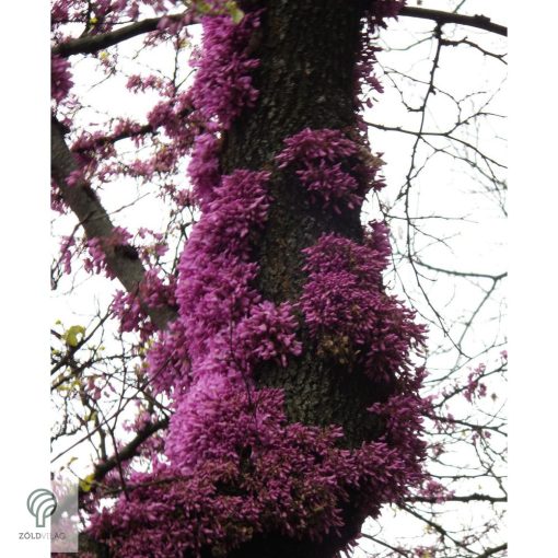 Júdásfa / Cercis siliquastrum 
