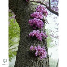 Júdásfa / Cercis siliquastrum 