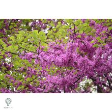 Júdásfa / Cercis siliquastrum 