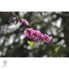 Júdásfa / Cercis siliquastrum 