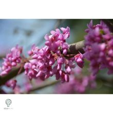 Júdásfa / Cercis siliquastrum 