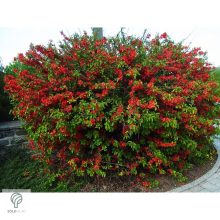 Elly Mosser japánbirs habitus