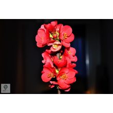 Elly Mosser japánbirs habitus