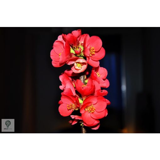 Elly Mosser japánbirs habitus