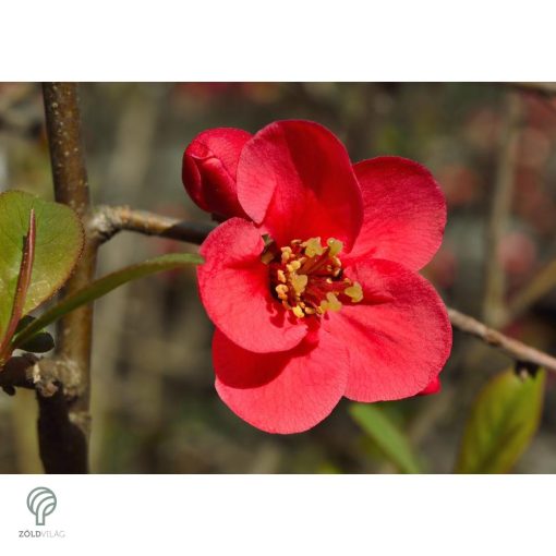 Elly Mosser japánbirs habitus