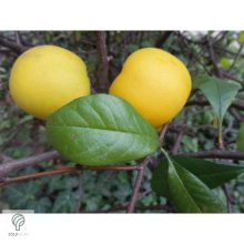 Elly Mosser japánbirs habitus