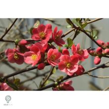 Japánbirs vagy díszbirs / Chaenomeles japonica