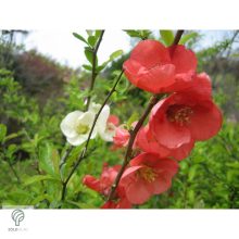 Japánbirs vagy díszbirs / Chaenomeles japonica