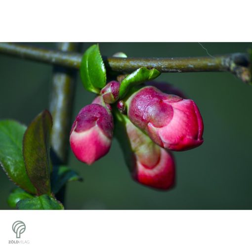 Japánbirs vagy díszbirs / Chaenomeles japonica