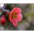 Japánbirs vagy díszbirs / Chaenomeles japonica