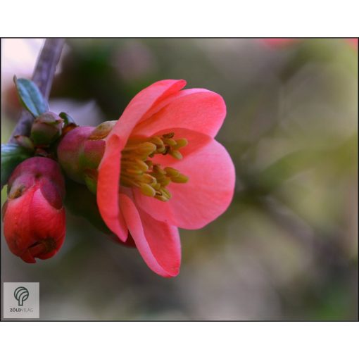 Japánbirs vagy díszbirs / Chaenomeles japonica