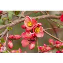 Japánbirs vagy díszbirs / Chaenomeles japonica