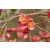 Japánbirs vagy díszbirs / Chaenomeles japonica