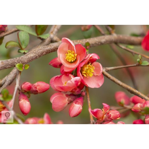 Japánbirs vagy díszbirs / Chaenomeles japonica