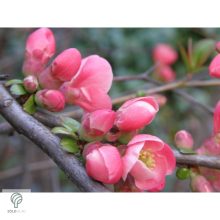 Eximia japánbirs virágzás