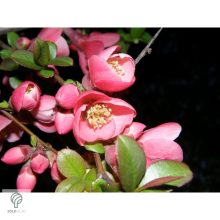 Eximia japánbirs virágzás