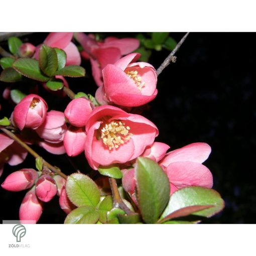 Eximia japánbirs virágzás