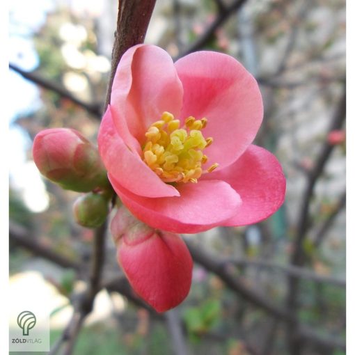 Eximia japánbirs virágzás