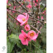 Eximia japánbirs virágzás