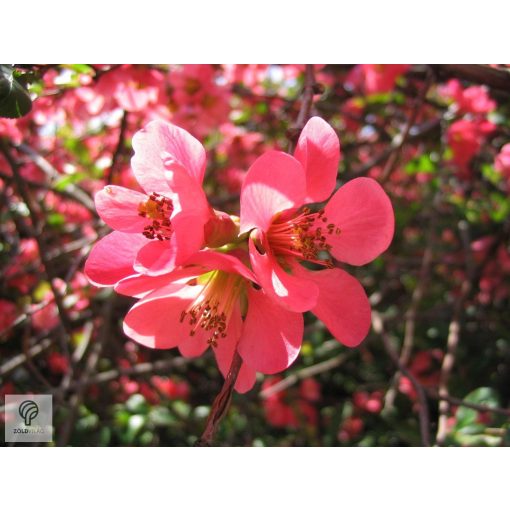 Eximia japánbirs virágzás