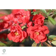 Red Joy japánbirs virágok