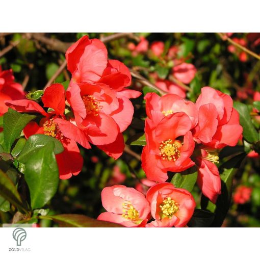 Red Joy japánbirs virágok