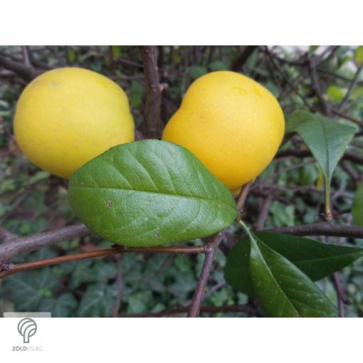 Red Joy japánbirs virágok