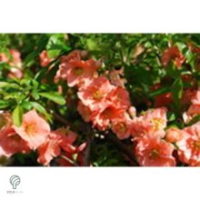 Sargentii japánbirs virágzás