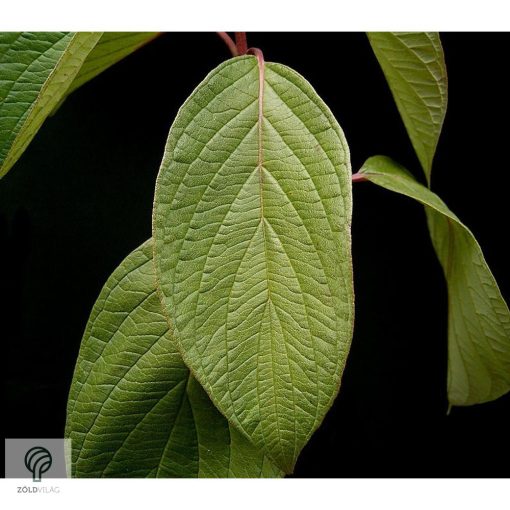 Fehér som virágzás