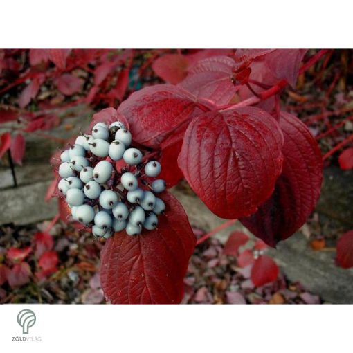 Fehér som virágzás