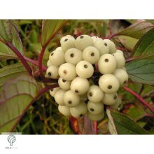 Fehér som virágzás