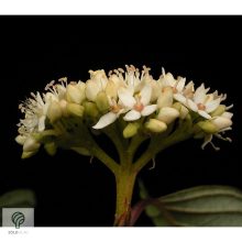 Fehér som virágzás