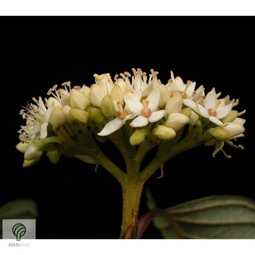 Fehér som virágzás