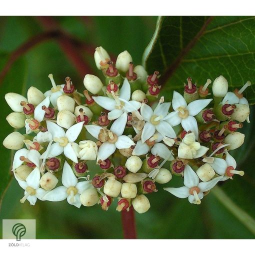 Fehér som virágzás