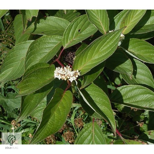 Fehér som virágzás