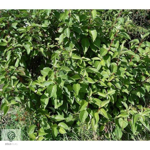 Fehér som virágzás