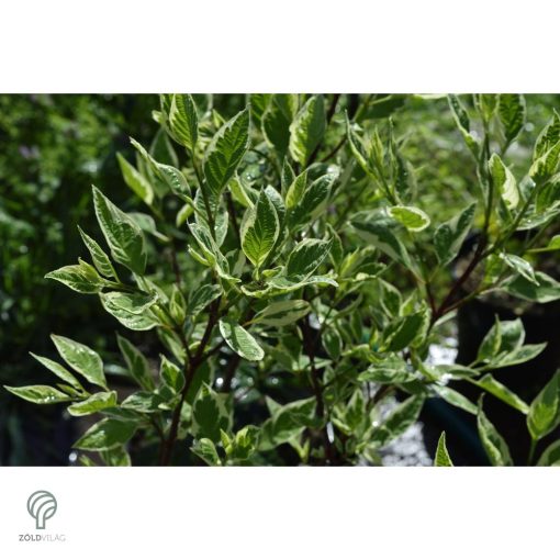 Fehértarka fehér som virág, levél