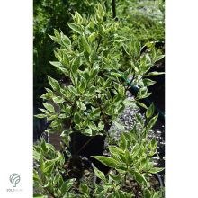 Fehértarka fehér som virág, levél