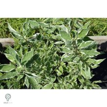 Fehértarka fehér som virág, levél