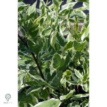 Fehértarka fehér som virág, levél