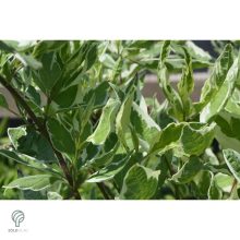 Fehértarka fehér som virág, levél