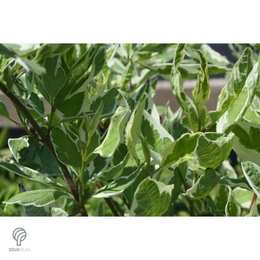 Fehértarka fehér som virág, levél