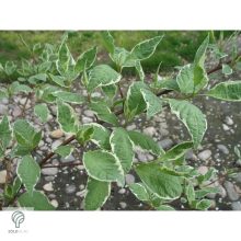 Fehértarka fehér som virág, levél