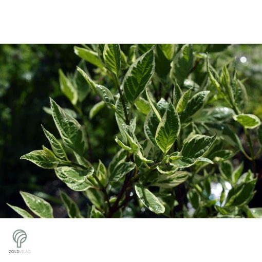 Fehértarka fehér som virág, levél