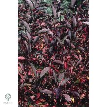 Feketevesszejű fehér som levelek