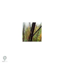 Feketevesszejű fehér som levelek