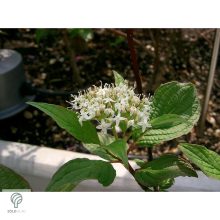 Szibériai fehér som virágzás